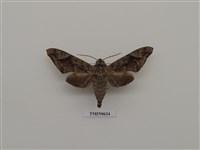 藏品(全緣缺角天蛾)的圖片